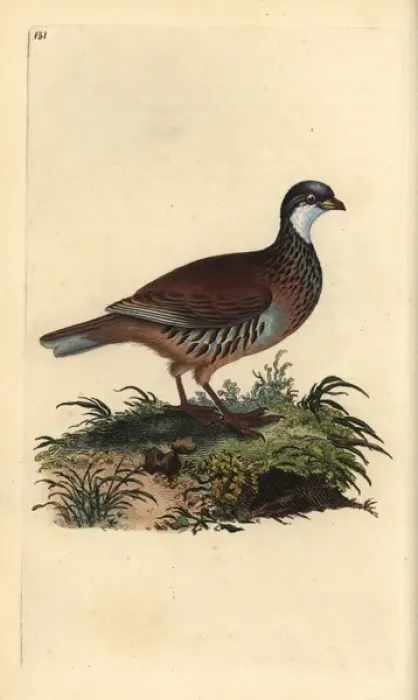Framed Print : Red-legged partridge, Alectoris rufa Framed Print : Red-legged partridge, Alectoris rufa
