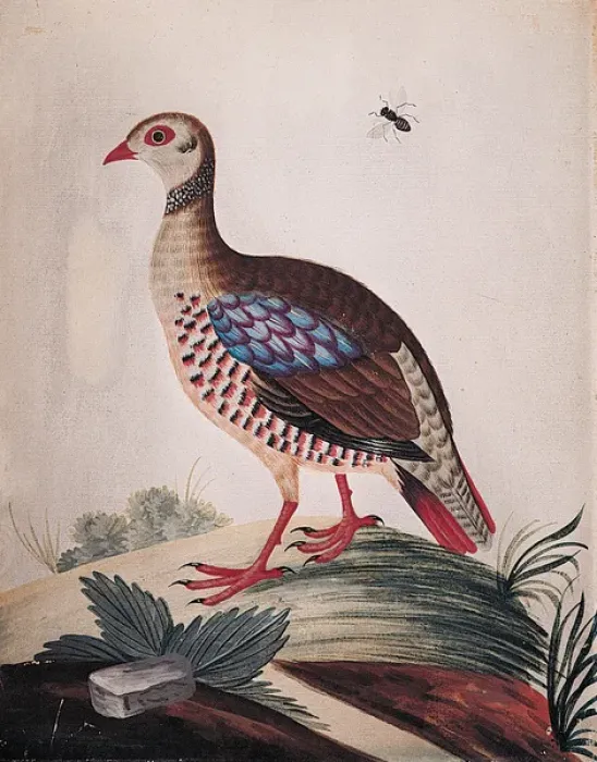 Framed Print : The Red-legged Partridge from Barbary Framed Print : The Red-legged Partridge from Barbary