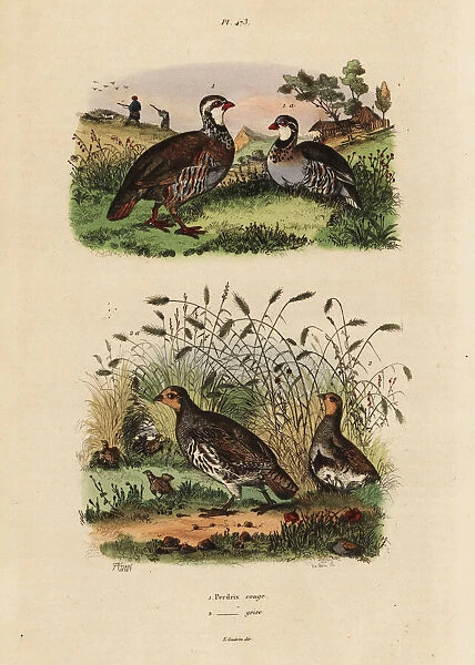 Red-legged partridge, Lectures rufa, and grey