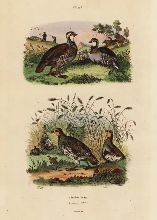 Framed Print : Red-legged partridge, Lectures rufa, and grey Framed Print : Red-legged partridge, Lectures rufa, and grey