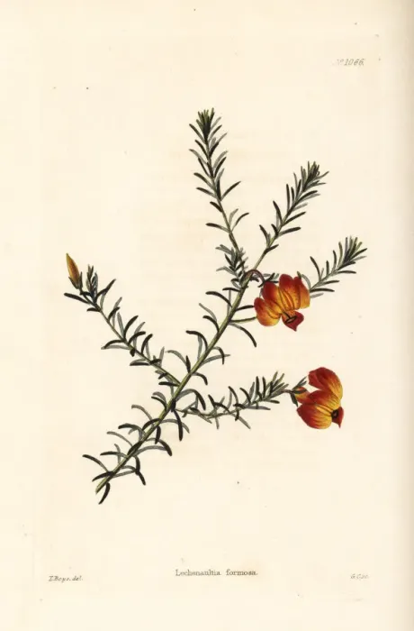 Framed Print : Red leschenaultia, Lechenaultia formosa Framed Print : Red leschenaultia, Lechenaultia formosa