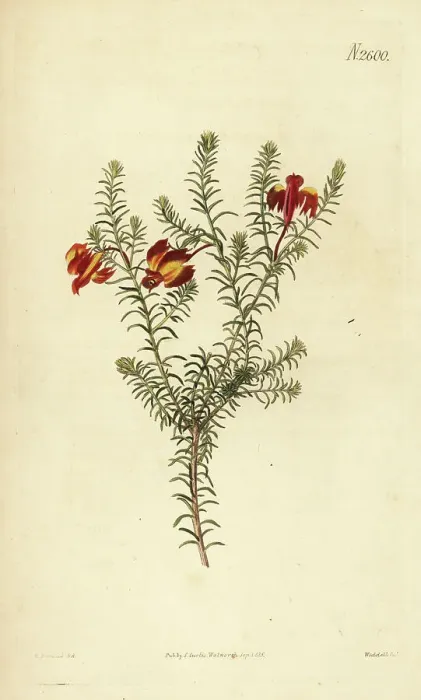 Framed Print : Red leschenaultia, Lechenaultia formosa Framed Print : Red leschenaultia, Lechenaultia formosa