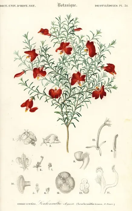 Framed Print : Red leschenaultia, Leschenaultia formosa Framed Print : Red leschenaultia, Leschenaultia formosa