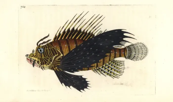 Framed Print : Red lionfish, Pterois volitans Framed Print : Red lionfish, Pterois volitans