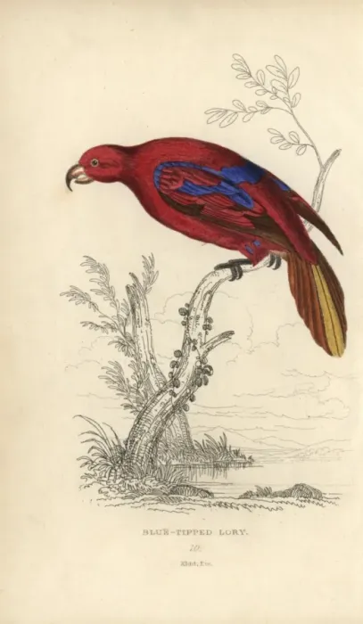 Framed Print : Red lory, Eos rubra Framed Print : Red lory, Eos rubra
