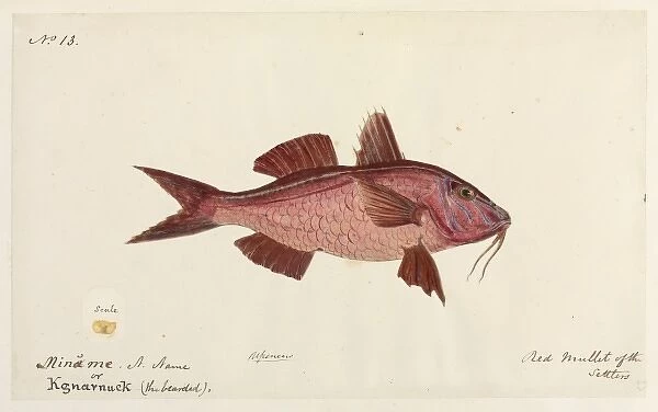 Red mullet by Robert Neill