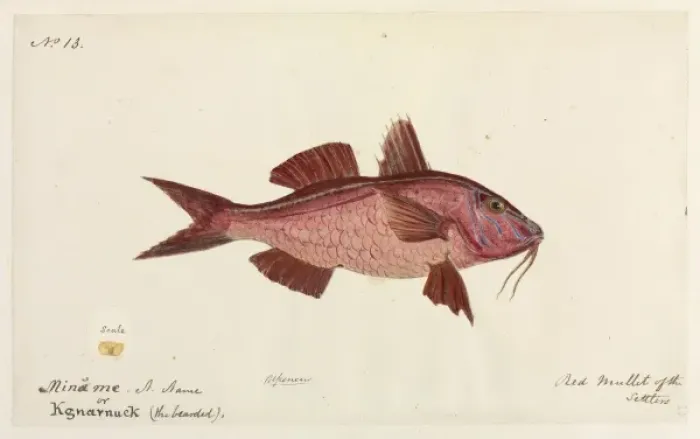 Framed Print : Red mullet by Robert Neill Framed Print : Red mullet by Robert Neill