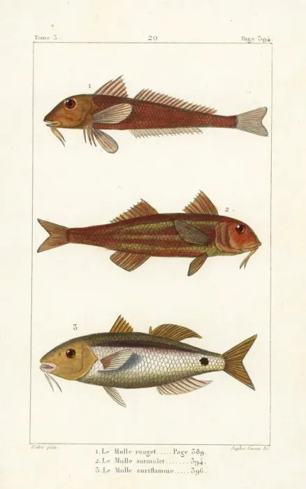 Framed Print : Red mullet, striped red mullet and Red Sea goatfish Framed Print : Red mullet, striped red mullet and Red Sea goatfish