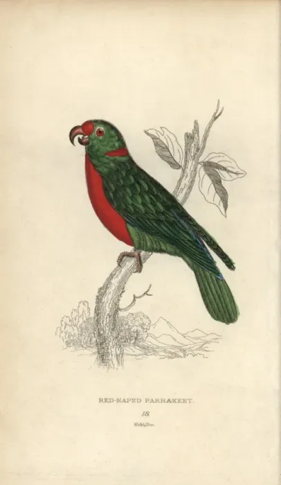 Framed Print : Red-naped parrakeet, Psittacus nuchalis Framed Print : Red-naped parrakeet, Psittacus nuchalis