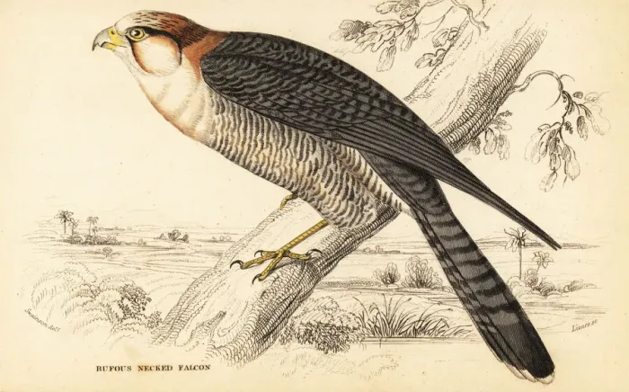 Framed Print : Red-necked falcon, Falco chicquera ruficollis Framed Print : Red-necked falcon, Falco chicquera ruficollis