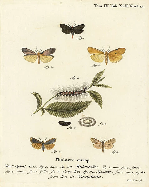 Red-necked footman, four-spotted footman and buff footman