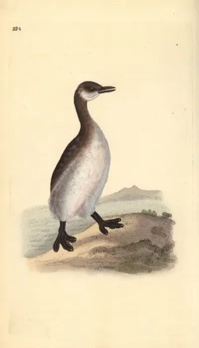 Framed Print : Red-necked grebe (female), Podiceps grisegena Framed Print : Red-necked grebe (female), Podiceps grisegena