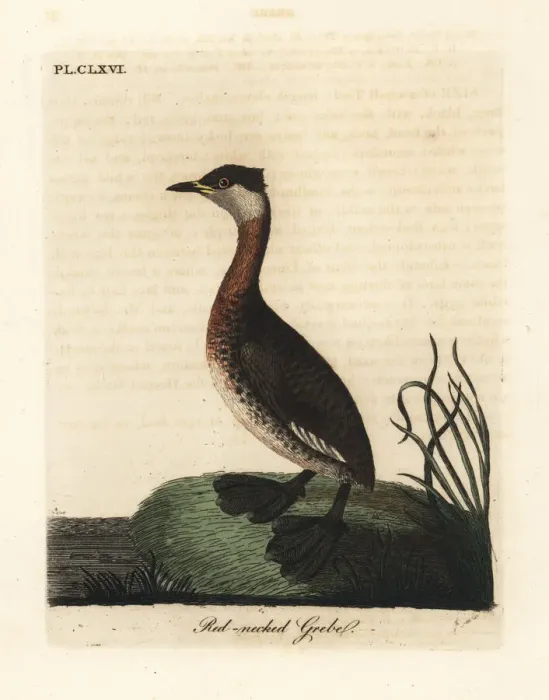 Framed Print : Red-necked grebe, Podiceps grisegena Framed Print : Red-necked grebe, Podiceps grisegena