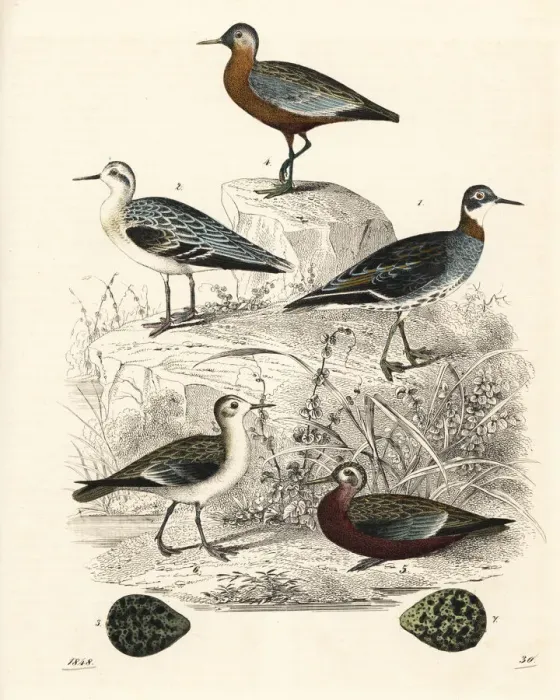 Framed Print : Red-necked phalarope and grey phalarope Framed Print : Red-necked phalarope and grey phalarope