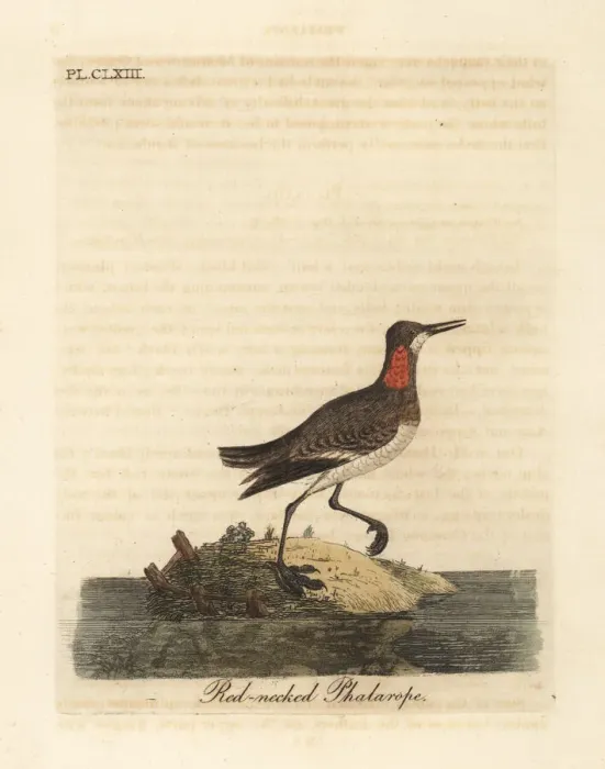 Framed Print : Red necked phalarope, Phalaropus lobatus Framed Print : Red necked phalarope, Phalaropus lobatus