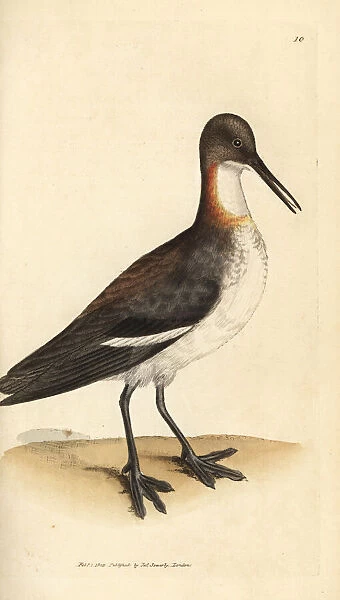 Red-necked phalarope, Phalaropus lobatus
