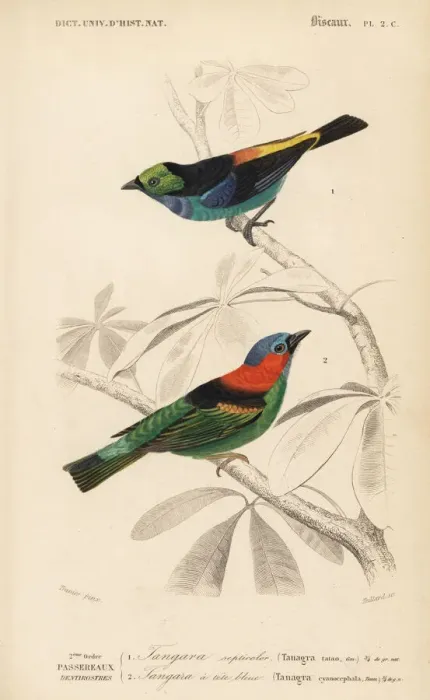 Framed Print : Red-necked tanager, Tangara cyanocephala Framed Print : Red-necked tanager, Tangara cyanocephala
