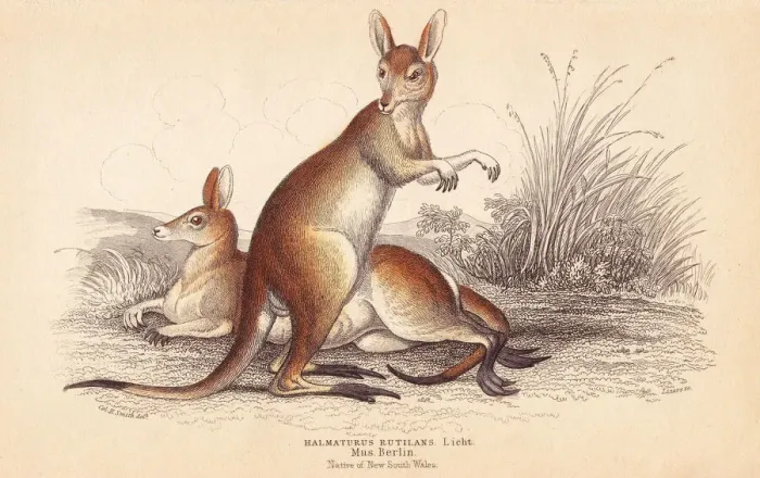 Framed Print : Red-necked wallaby, Macropus rufogriseus Framed Print : Red-necked wallaby, Macropus rufogriseus