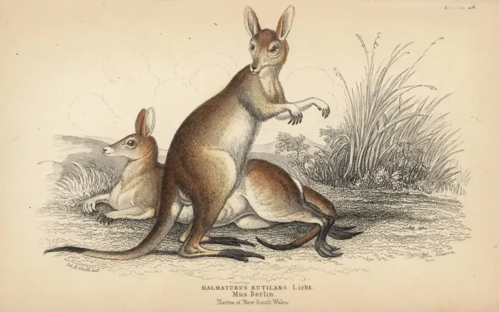 Framed Print : Red-necked wallaby, Macropus rufogriseus Framed Print : Red-necked wallaby, Macropus rufogriseus