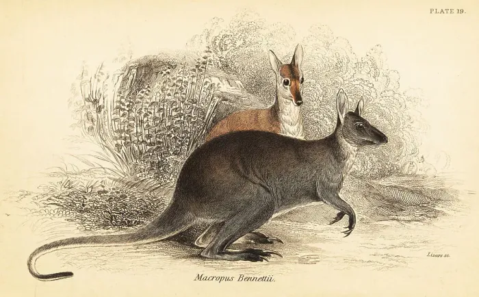 Framed Print : Red-necked wallaby, Macropus rufogriseus Framed Print : Red-necked wallaby, Macropus rufogriseus