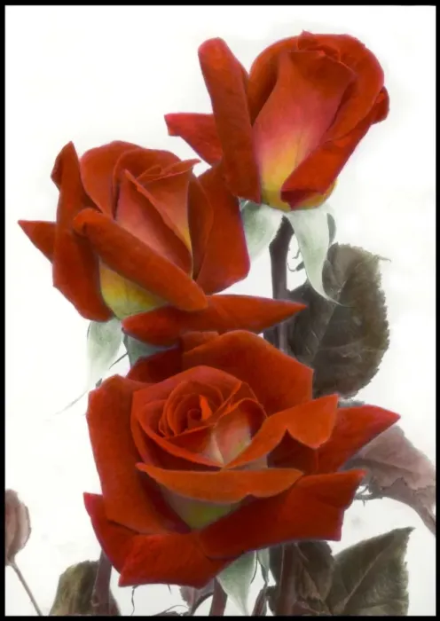 Framed Print : Three red-orange roses Framed Print : Three red-orange roses