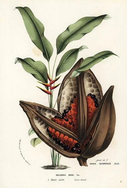 Red palulu or macawflower, Heliconia bihai