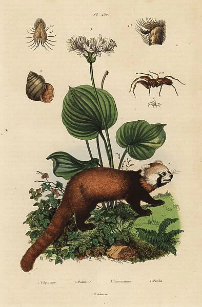Red panda, northern Christmas lily, river snail and spider