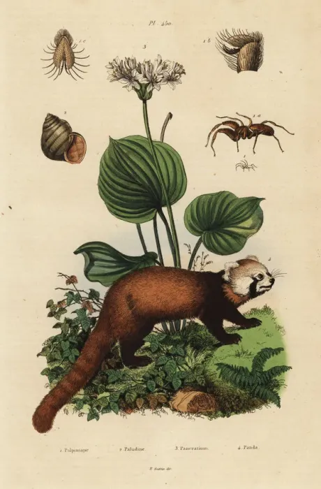 Framed Print : Red panda, northern Christmas lily, river snail and spider Framed Print : Red panda, northern Christmas lily, river snail and spider