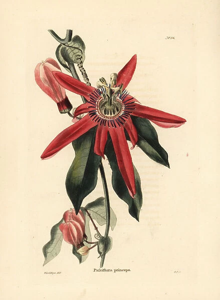 Red passion flower, Passiflora racemosa