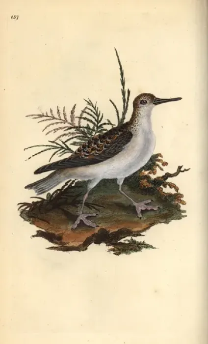 Framed Print : Red phalarope, Phalaropus fulicarius Framed Print : Red phalarope, Phalaropus fulicarius