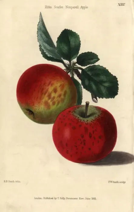 Framed Print : Red ripe fruit and leaves of Kirkes Scarlet Framed Print : Red ripe fruit and leaves of Kirkes Scarlet
