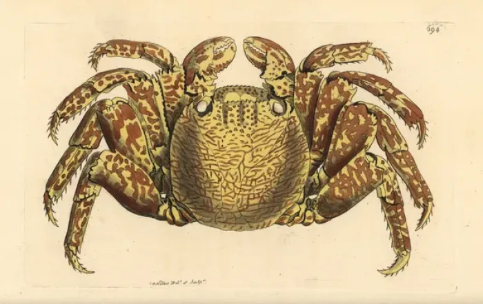 Framed Print : Red rock crab, Cancer grapsus Framed Print : Red rock crab, Cancer grapsus