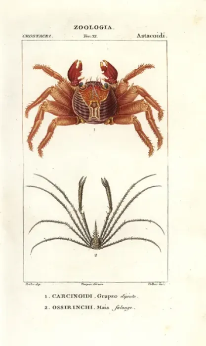 Framed Print : Red rock crab, Grapsus grapsus, and spider Framed Print : Red rock crab, Grapsus grapsus, and spider