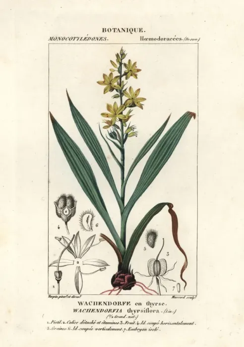 Framed Print : Red root, Wachendorfia thyrsiflora Framed Print : Red root, Wachendorfia thyrsiflora