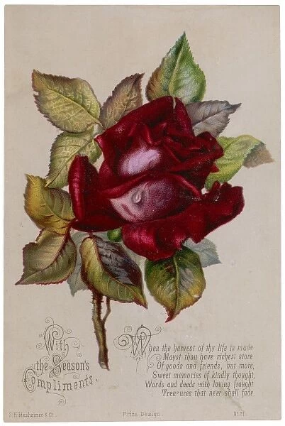 RED ROSE. Red rose