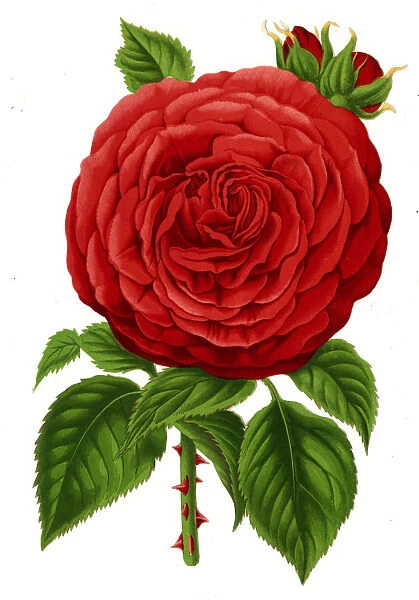 Red Rose Stem -19th century scrap