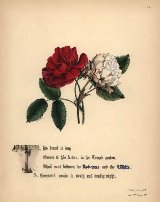 Framed Print : Red-rose and White rose (King Henry VI) Framed Print : Red-rose and White rose (King Henry VI)