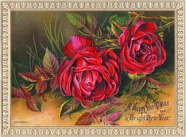 Red roses on a Christmas and New Year card