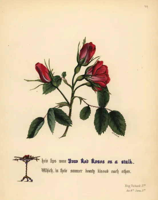 Framed Print : Red Roses (King Richard III) Framed Print : Red Roses (King Richard III)
