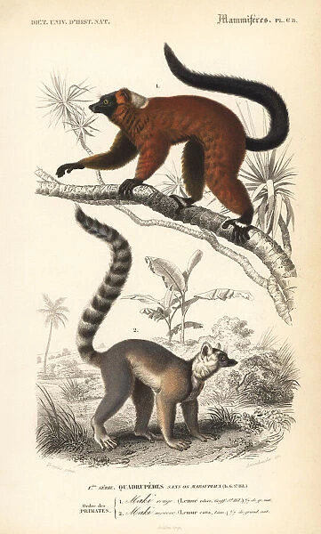 Red ruffed lemur, Varecia rubra, and ring-tailed