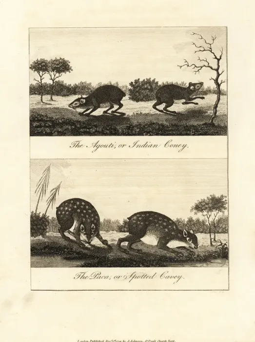 Framed Print : Red-rumped agouti and spotted paca Framed Print : Red-rumped agouti and spotted paca