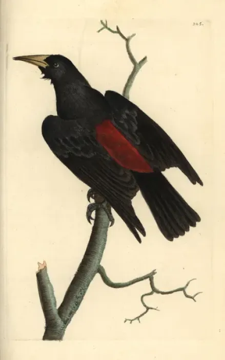 Framed Print : Red-rumped cacique, Cacicus haemorrhous Framed Print : Red-rumped cacique, Cacicus haemorrhous
