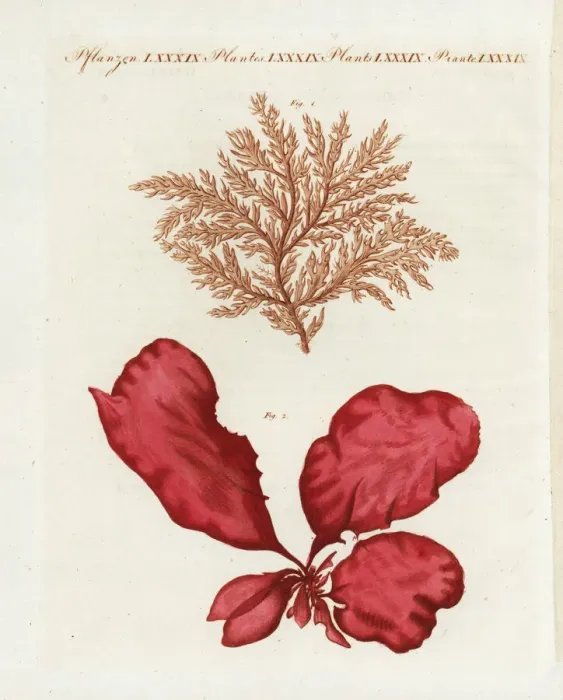 Framed Print : Red seaweed and sea lettuce Framed Print : Red seaweed and sea lettuce