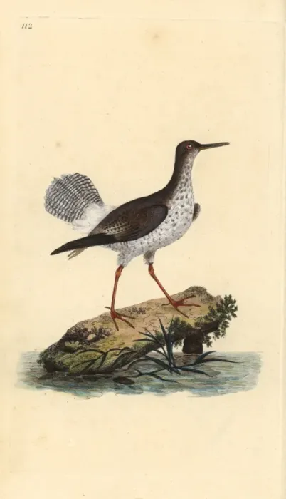 Framed Print : Red shank, Tringa totanus Framed Print : Red shank, Tringa totanus