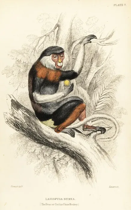Framed Print : Red-shanked douc, Pygathrix nemaeus. Endangered