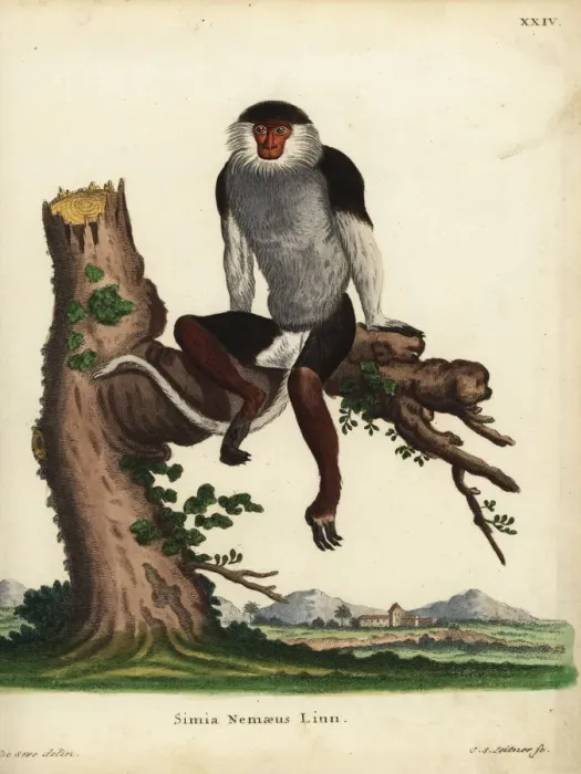 Framed Print : Red-shanked douc, Pygathrix nemaeus. Endangered Framed Print : Red-shanked douc, Pygathrix nemaeus. Endangered