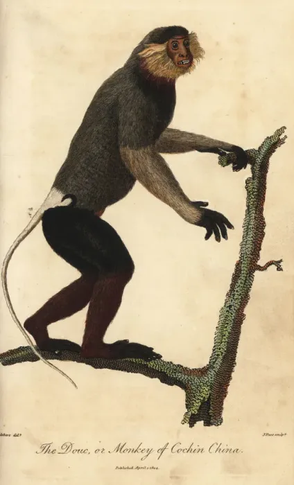 Framed Print : Red-shanked douc, Pygathrix nemaeus, endangered