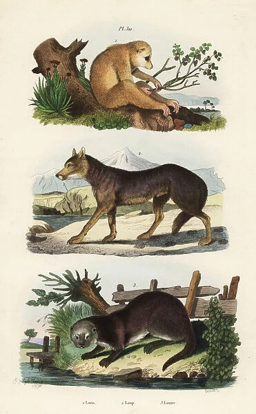 Red slender loris, wolf and Eurasian otter