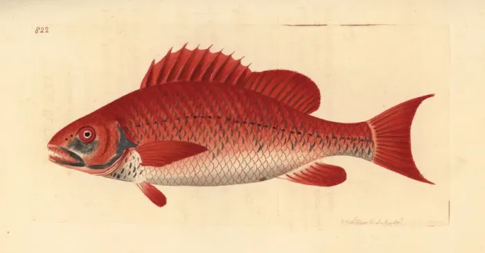 Framed Print : Red snapper species, Lutjanus campechanus? Framed Print : Red snapper species, Lutjanus campechanus?