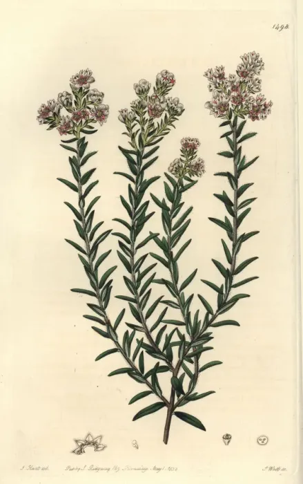 Framed Print : Red soulangia, Soulangia rubra Framed Print : Red soulangia, Soulangia rubra